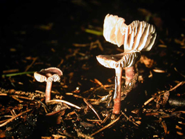 Mycena pura, growth pattern and habitat of this over-mature specimen.